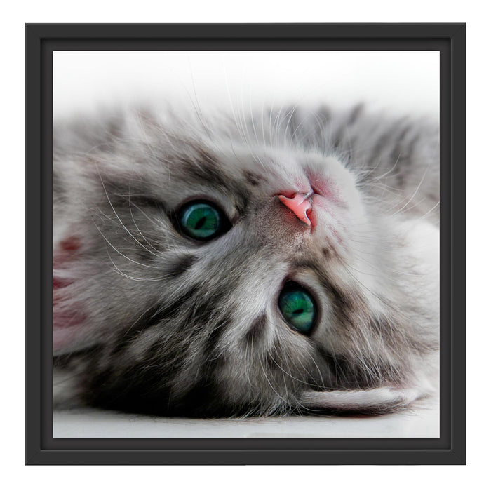 Süßes Katzenbaby Schattenfugenrahmen Quadratisch 40x40
