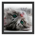 Süßes Katzenbaby Schattenfugenrahmen Quadratisch 40x40