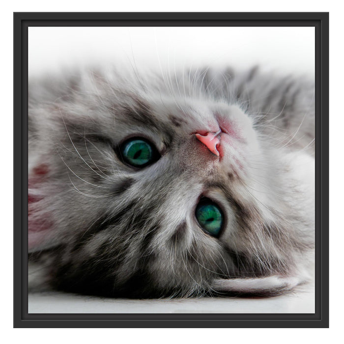 Süßes Katzenbaby Schattenfugenrahmen Quadratisch 55x55