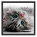 Süßes Katzenbaby Schattenfugenrahmen Quadratisch 55x55