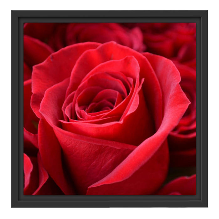 Romantische Rosen Schattenfugenrahmen Quadratisch 40x40