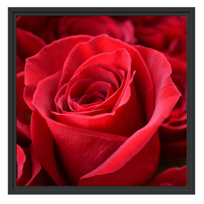 Romantische Rosen Schattenfugenrahmen Quadratisch 55x55
