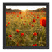 Mohnfeld bei Sonnenaufgang Schattenfugenrahmen Quadratisch 40x40