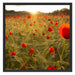Mohnfeld bei Sonnenaufgang Schattenfugenrahmen Quadratisch 70x70