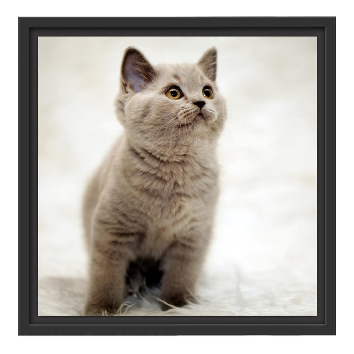 Niedliches Katzenbaby auf Teppich Schattenfugenrahmen Quadratisch 40x40