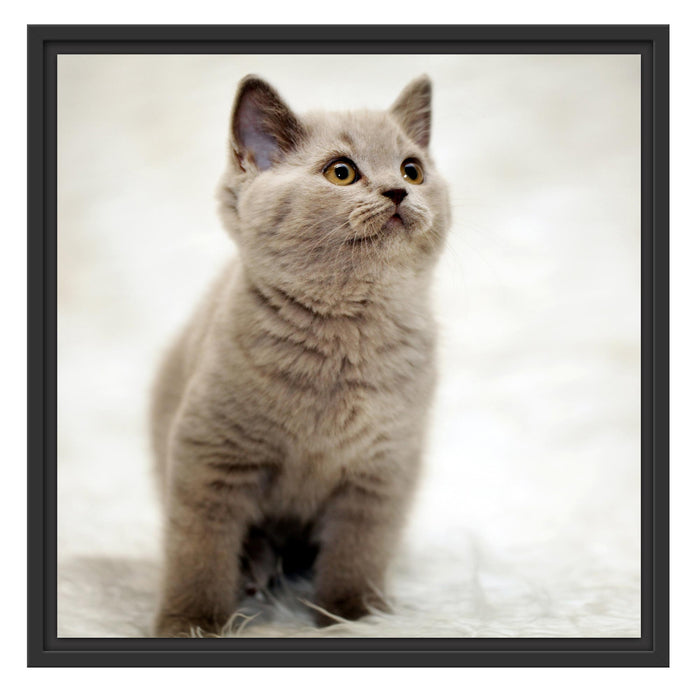 Niedliches Katzenbaby auf Teppich Schattenfugenrahmen Quadratisch 55x55