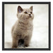 Niedliches Katzenbaby auf Teppich Schattenfugenrahmen Quadratisch 55x55