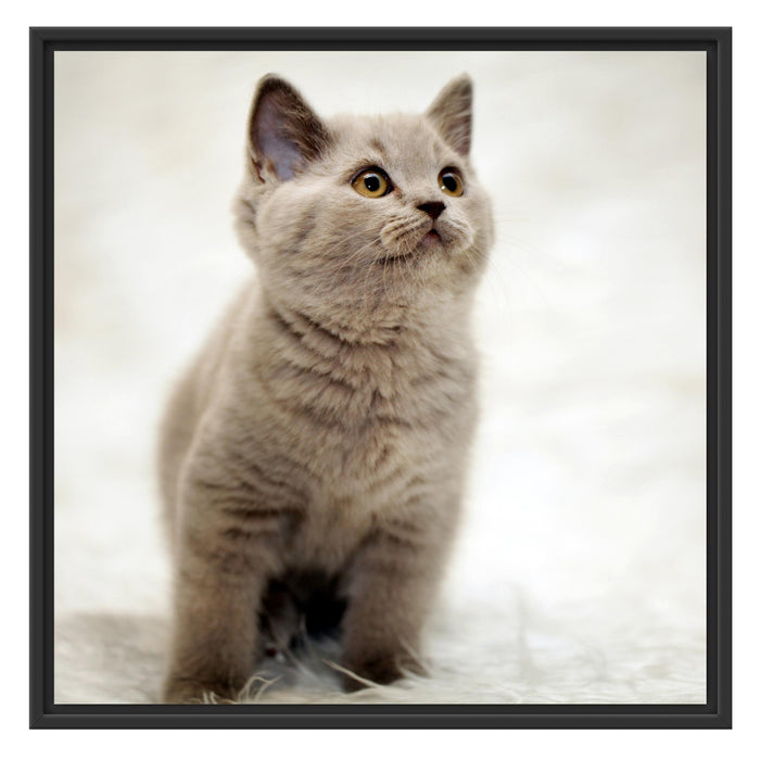 Niedliches Katzenbaby auf Teppich Schattenfugenrahmen Quadratisch 70x70