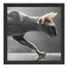 Sphynx Katze Schattenfugenrahmen Quadratisch 40x40