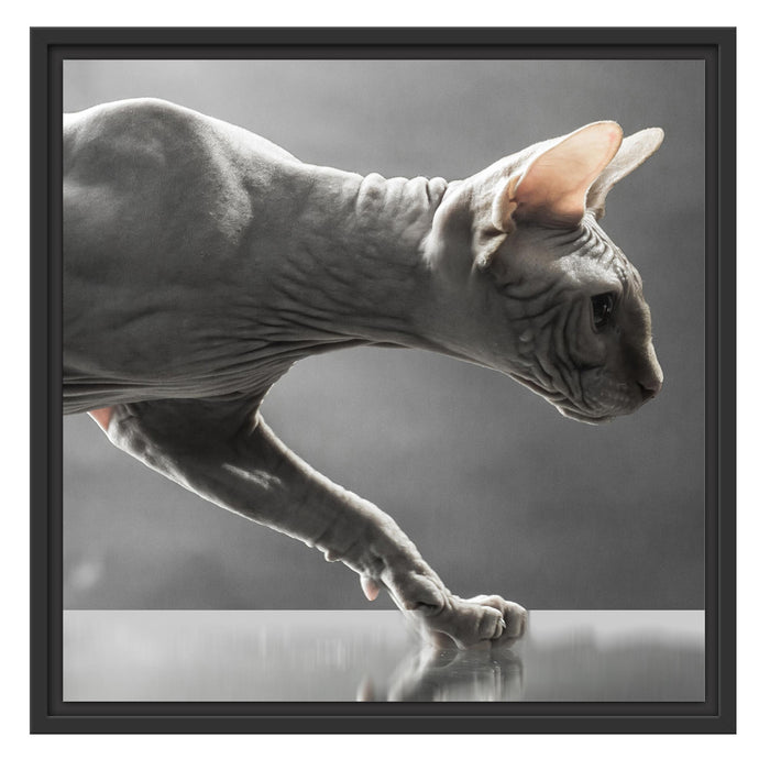 Sphynx Katze Schattenfugenrahmen Quadratisch 55x55