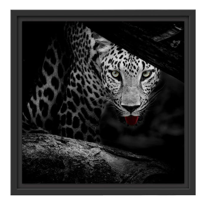 Neugieriger Gepard Schattenfugenrahmen Quadratisch 40x40