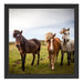 Drei wilde Islandpferde Schattenfugenrahmen Quadratisch 40x40