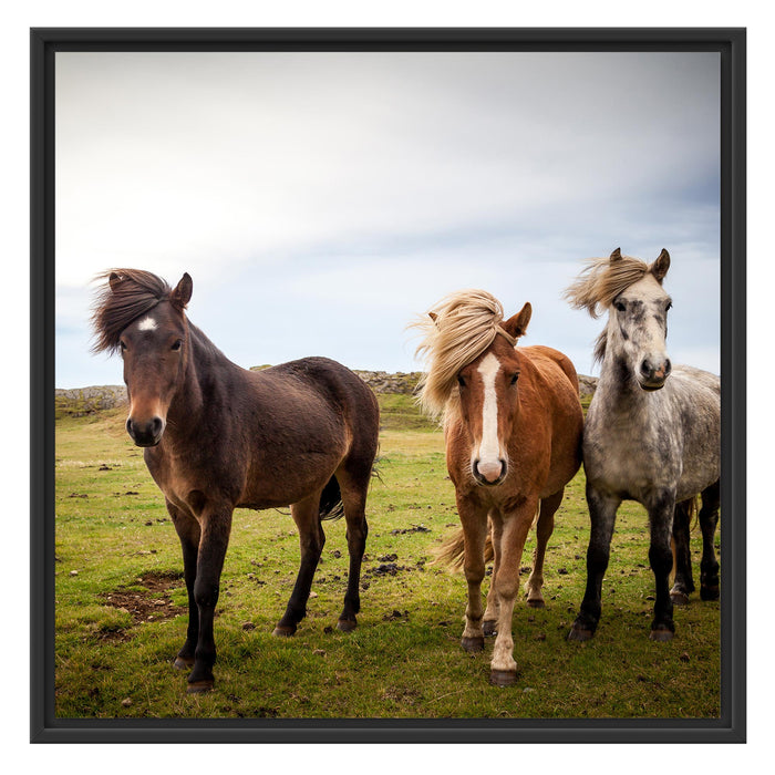 Drei wilde Islandpferde Schattenfugenrahmen Quadratisch 70x70