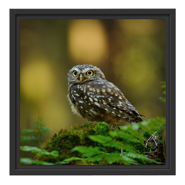 Niedliche Babyeule Schattenfugenrahmen Quadratisch 40x40