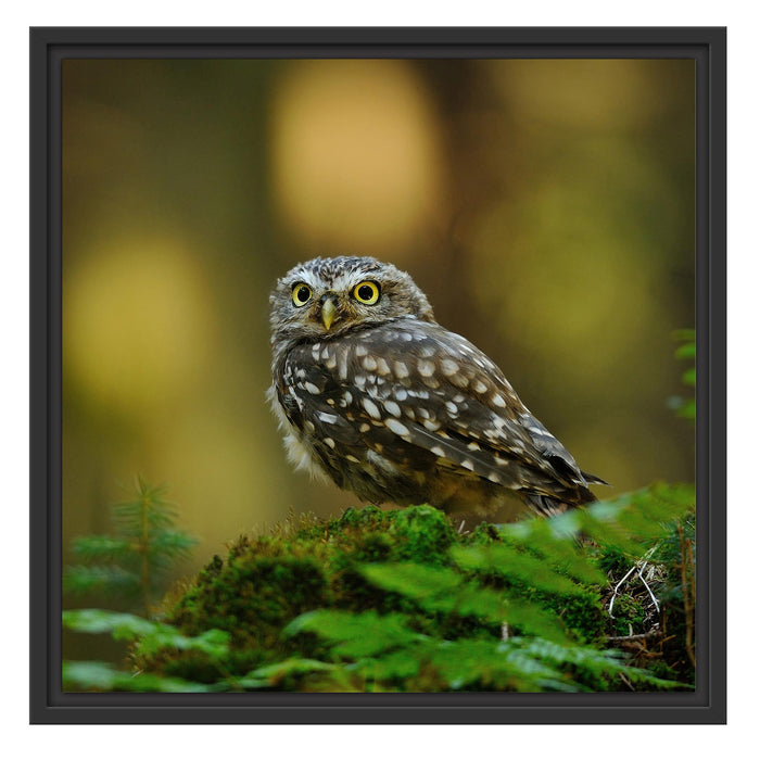 Niedliche Babyeule Schattenfugenrahmen Quadratisch 55x55