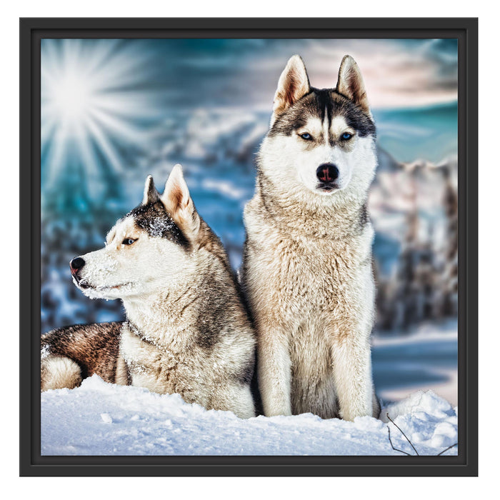 Zwei wilde Huskies Schattenfugenrahmen Quadratisch 55x55