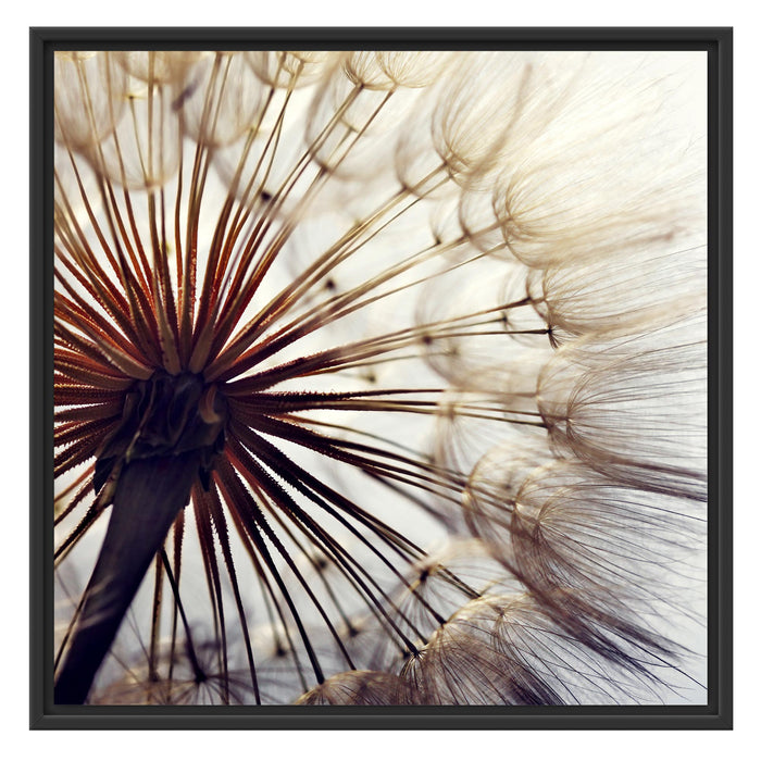 Schöne Pusteblume 1 Schattenfugenrahmen Quadratisch 70x70