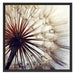 Schöne Pusteblume 1 Schattenfugenrahmen Quadratisch 70x70