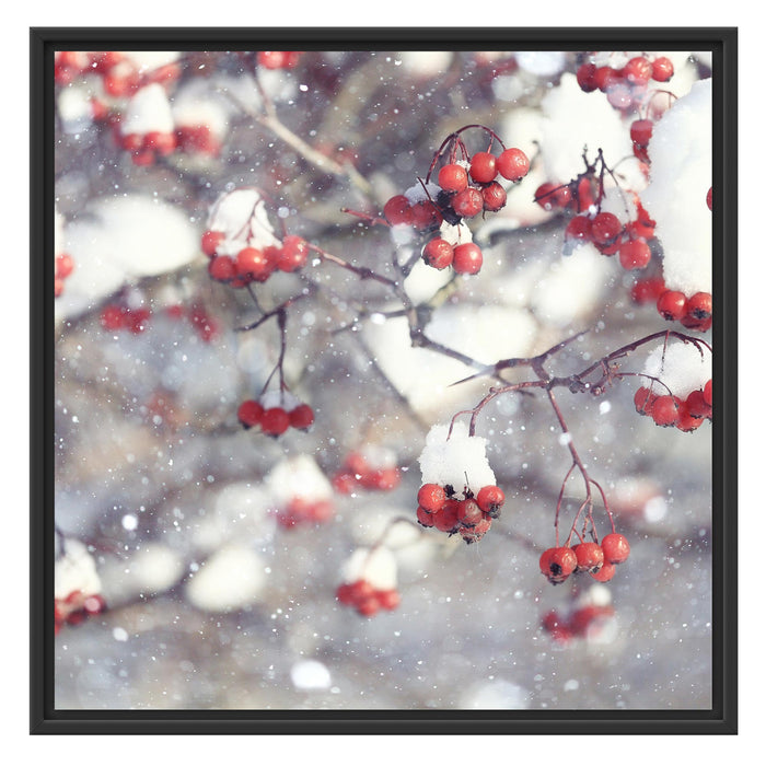 Vogelbeeren mit Schnee bedeckt Schattenfugenrahmen Quadratisch 70x70