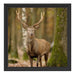 Schöner Hirsch im Wald Schattenfugenrahmen Quadratisch 40x40