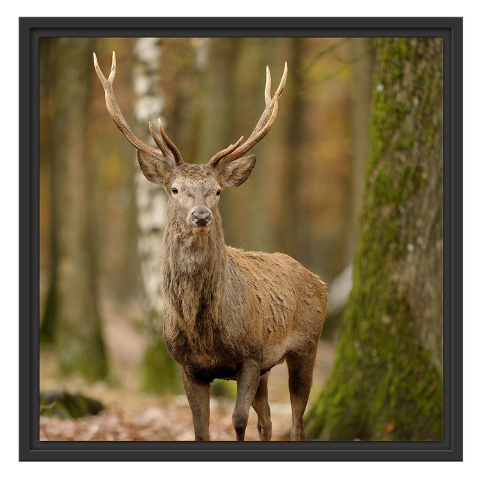 Schöner Hirsch im Wald Schattenfugenrahmen Quadratisch 55x55