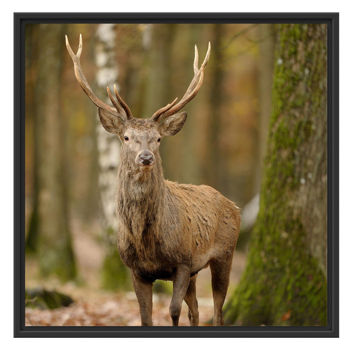 Schöner Hirsch im Wald Schattenfugenrahmen Quadratisch 70x70
