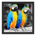 Zwei Papageien Schattenfugenrahmen Quadratisch 40x40