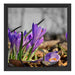 Exotische lila Krokusse Schattenfugenrahmen Quadratisch 40x40