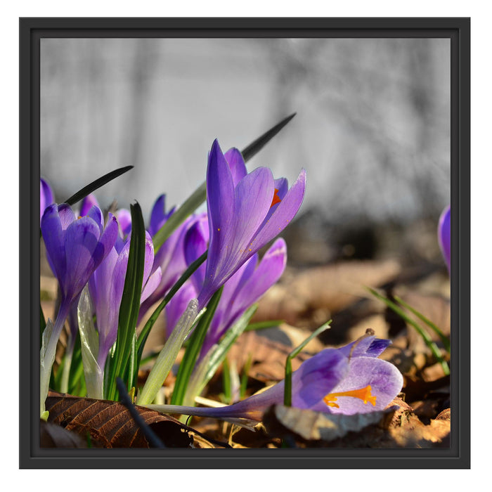 Exotische lila Krokusse Schattenfugenrahmen Quadratisch 55x55