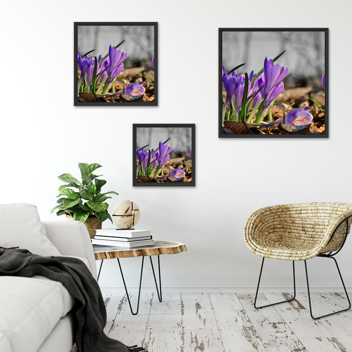 Exotische lila Krokusse Quadratisch Schattenfugenrahmen Wohnzimmer