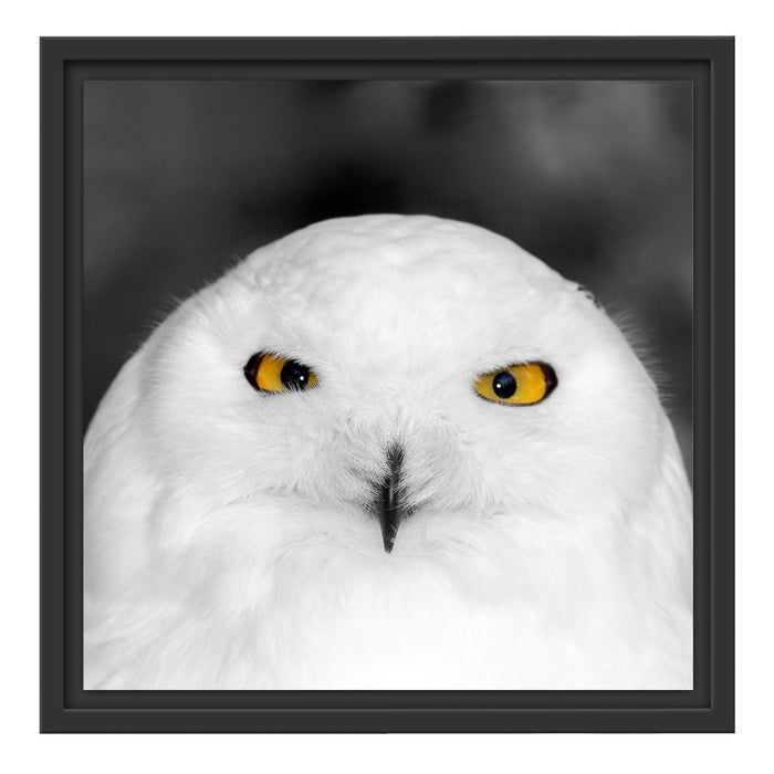 Prächtige schneeweiße Eule Schattenfugenrahmen Quadratisch 40x40