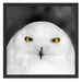 Prächtige schneeweiße Eule Schattenfugenrahmen Quadratisch 55x55