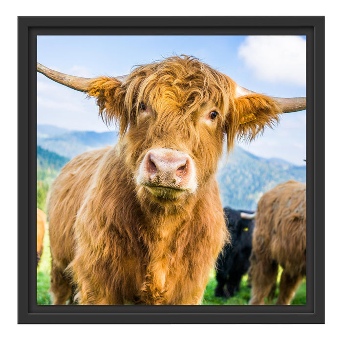 Blick einer Kuh an der Weide Schattenfugenrahmen Quadratisch 40x40