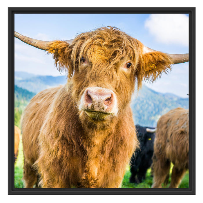 Blick einer Kuh an der Weide Schattenfugenrahmen Quadratisch 70x70