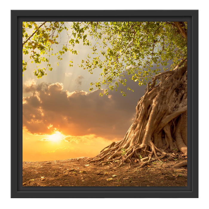 Baum Schattenfugenrahmen Quadratisch 40x40