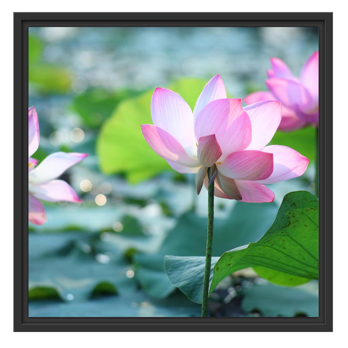 rosa Lotusblüte im Teich Schattenfugenrahmen Quadratisch 55x55