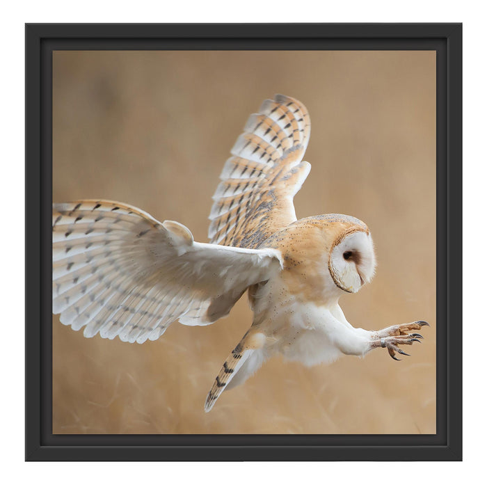 Fliegende Weiße Eule bei der Jagd Schattenfugenrahmen Quadratisch 40x40