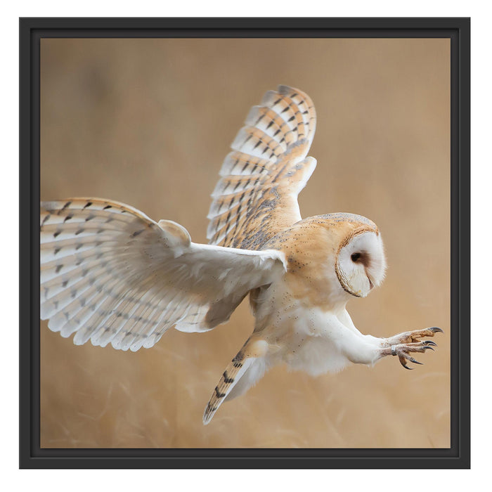 Fliegende Weiße Eule bei der Jagd Schattenfugenrahmen Quadratisch 55x55