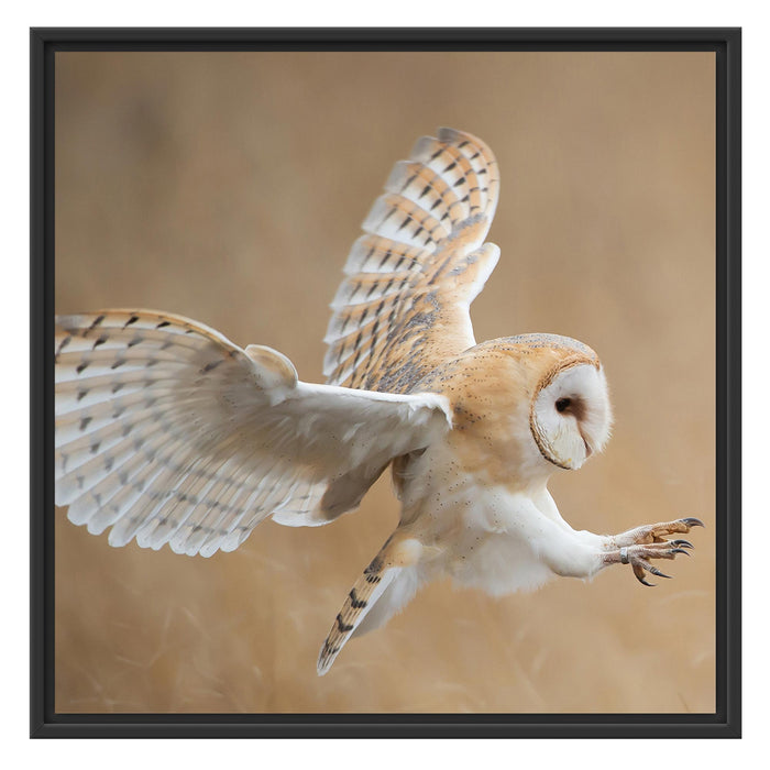 Fliegende Weiße Eule bei der Jagd Schattenfugenrahmen Quadratisch 70x70