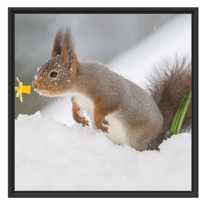 Eichhörnchen im Schnee Schattenfugenrahmen Quadratisch 70x70