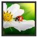 Marienkäfer auf einer weißen Blume Schattenfugenrahmen Quadratisch 55x55