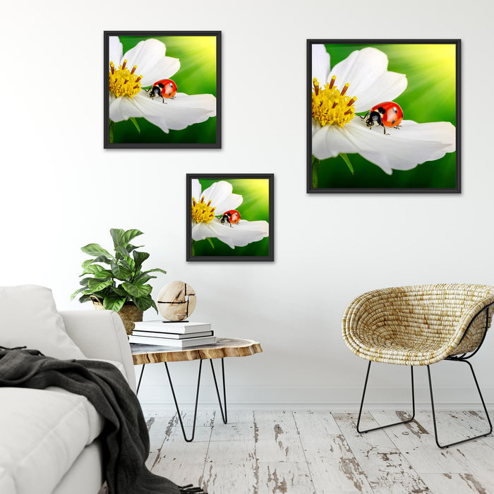 Marienkäfer auf einer weißen Blume Quadratisch Schattenfugenrahmen Wohnzimmer
