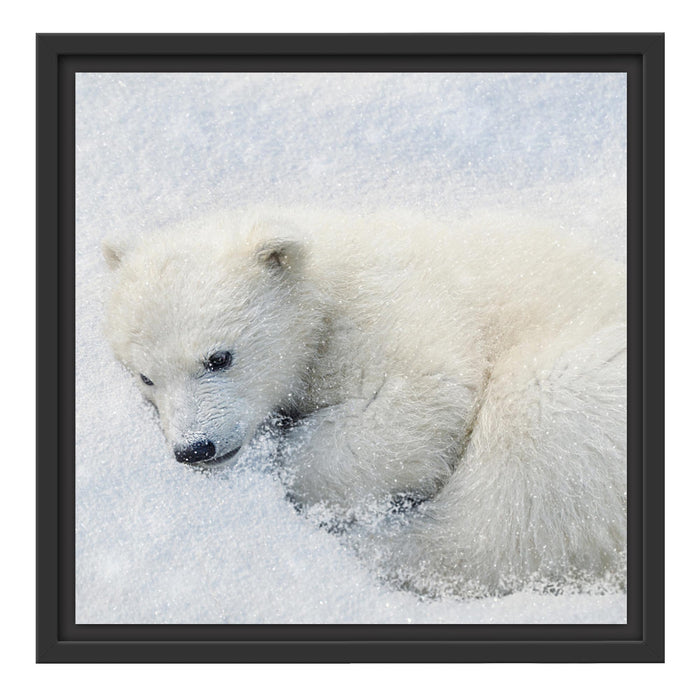 Eisbär im Schnee Schattenfugenrahmen Quadratisch 40x40