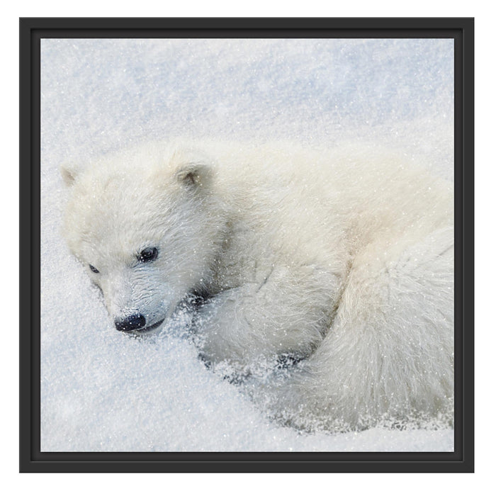 Eisbär im Schnee Schattenfugenrahmen Quadratisch 55x55