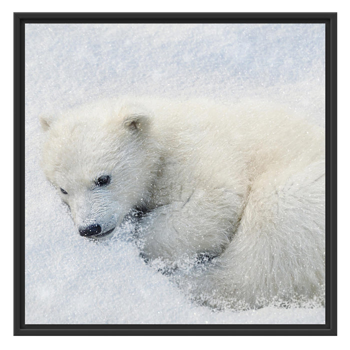 Eisbär im Schnee Schattenfugenrahmen Quadratisch 70x70