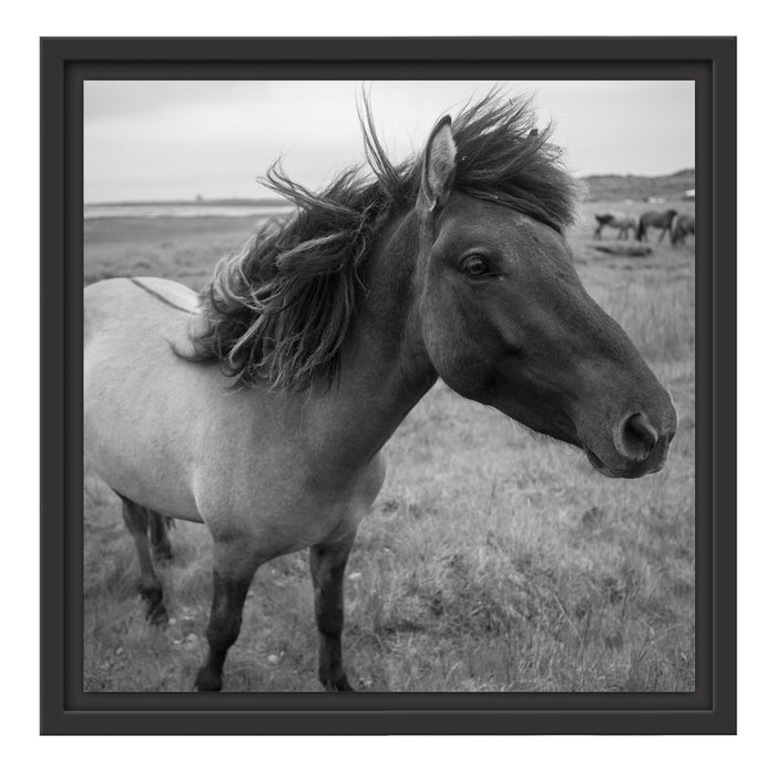 Isländer Pferde in der Wildnis Schattenfugenrahmen Quadratisch 40x40