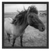 Isländer Pferde in der Wildnis Schattenfugenrahmen Quadratisch 55x55