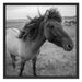 Isländer Pferde in der Wildnis Schattenfugenrahmen Quadratisch 70x70