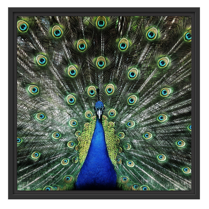 Schöner Pfau mit seinem Gefieder Schattenfugenrahmen Quadratisch 55x55