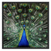 Schöner Pfau mit seinem Gefieder Schattenfugenrahmen Quadratisch 70x70